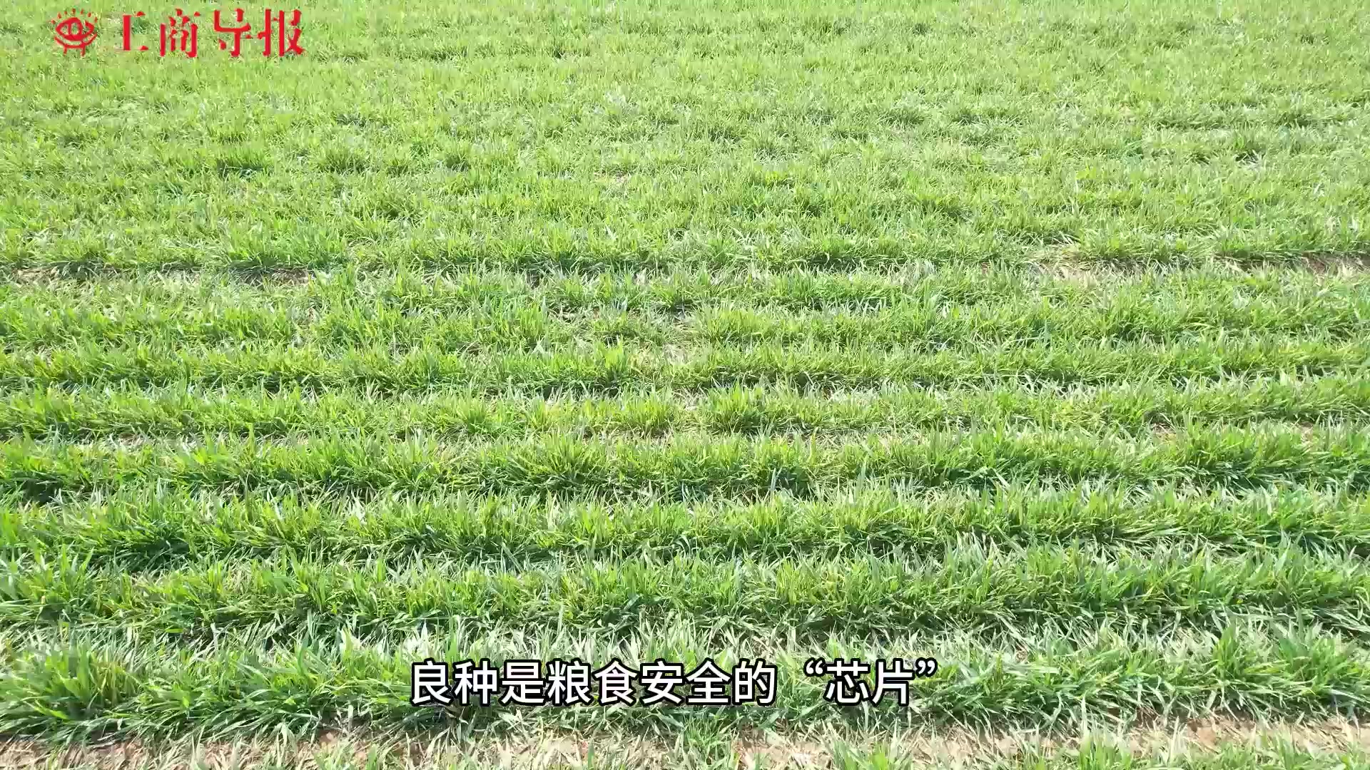 阜阳市临泉县：科技赋能让群众“粮袋子”更鼓   “钱袋子”更足